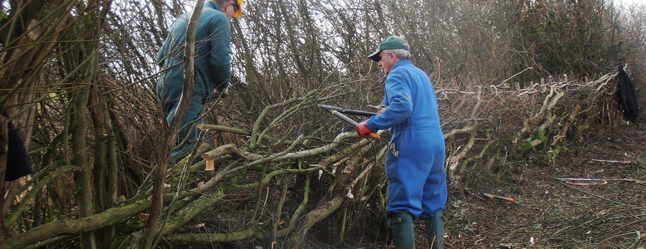 Hedgelaying at Elm Farm. Photo: ORC Hedgelaying at Elm Farm. Photo: ORC