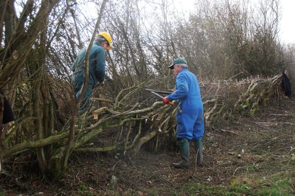 Hedgelaying at Elm Farm. Photo: ORC Hedgelaying at Elm Farm. Photo: ORC