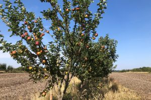 Fruit ripening after cereal harvest. Single row fruit based silvoarable scheme on 24m wide alleys in Nottinghamshire. Credit: Helen Chesshire/WTML. All Rights Reserved