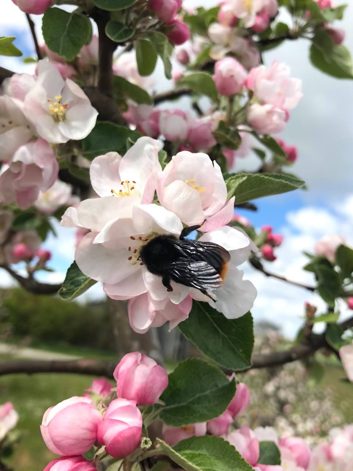 Bumblebee on flower