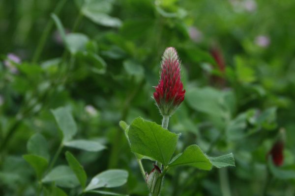 Crimson and persian clovers: Photo Phil Sumption