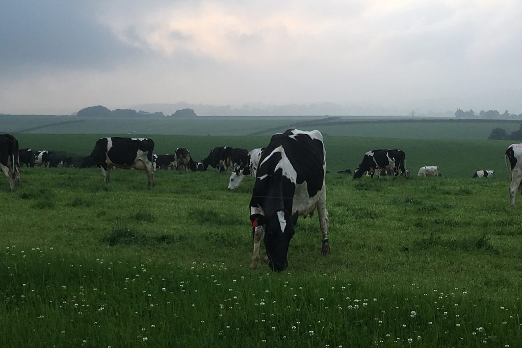 Grazing dairy cows. Photo Phil Sumption