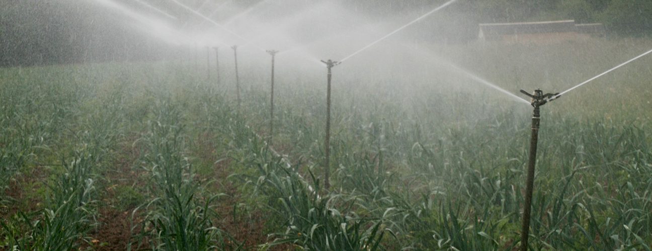 Irrigating leeks. Photo: Phil Sumption