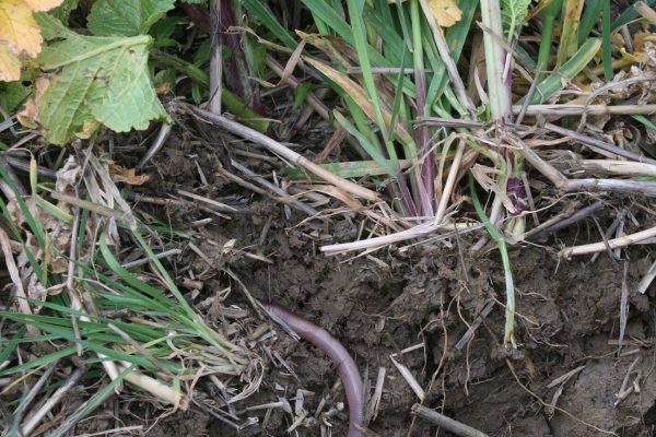 Allerton radish cover crop with earthworm