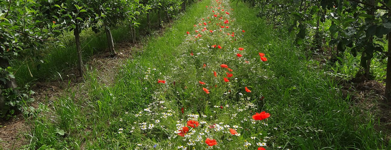 Organic apple cultivation: promoting beneficial insects through flowering strips. Photo: Uni Hohenheim / Jutta Kienzle