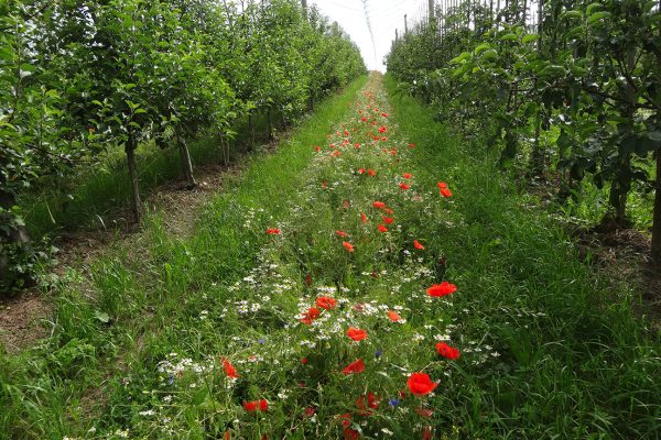 Organic apple cultivation: promoting beneficial insects through flowering strips. Photo: Uni Hohenheim / Jutta Kienzle