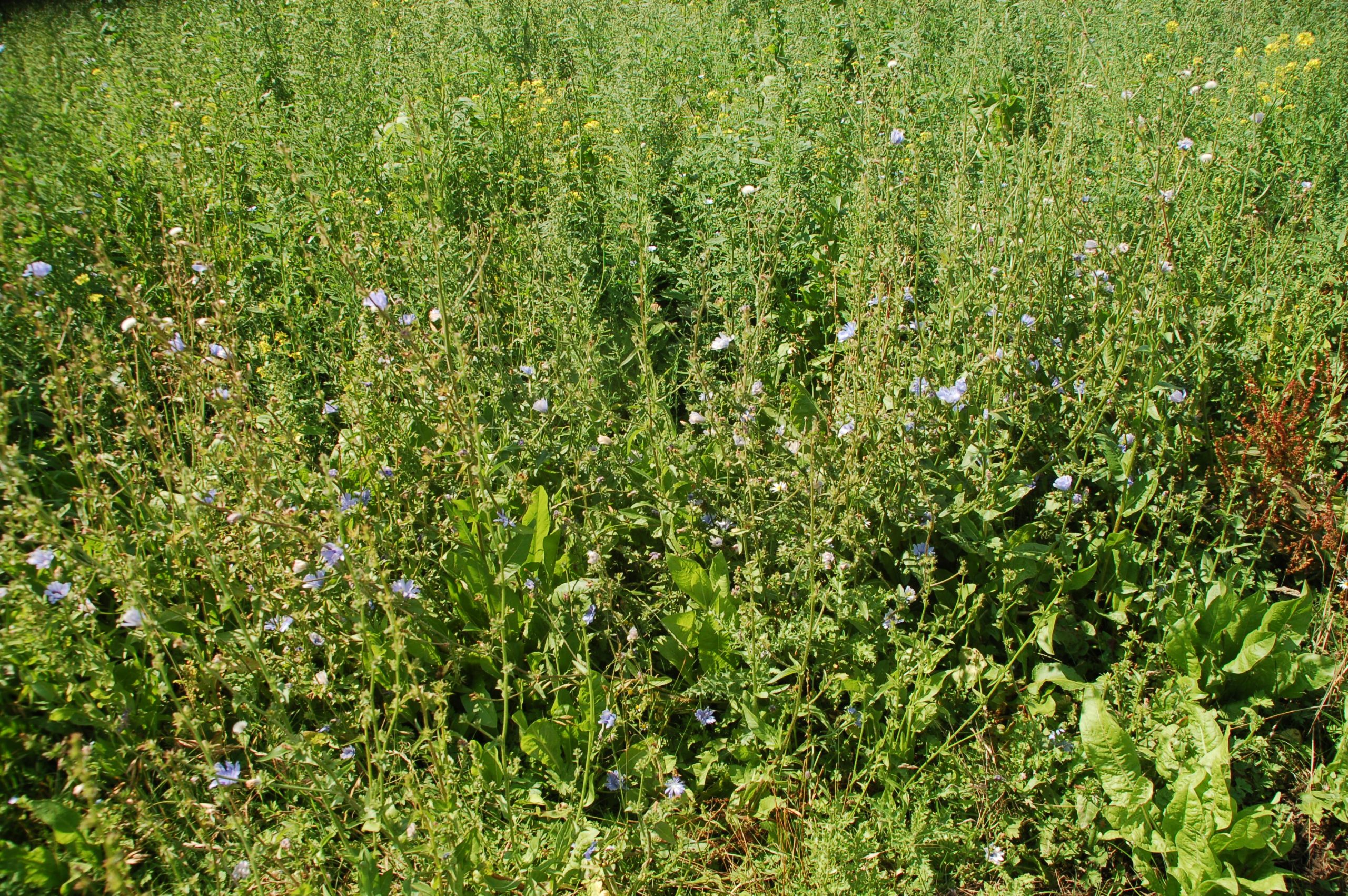 BCPC Congress 2024 Shaping the Future of Crop Protection Agricology