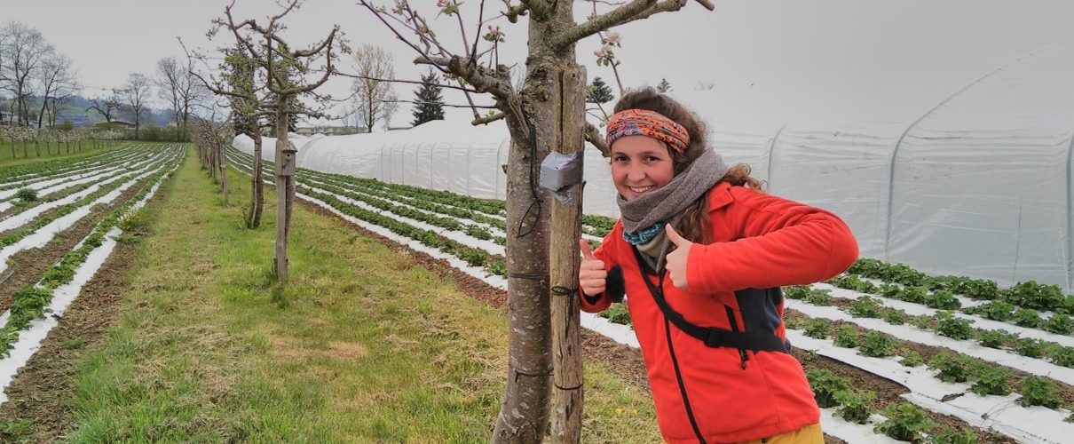“Great, the recorder is finally working!” (AudioMoth attached to the pole, next to the tree). Bird sampling in spring 2021 via audio recordings in a silvoarable plot with apple trees and strawberries near Sursee, Switzerland