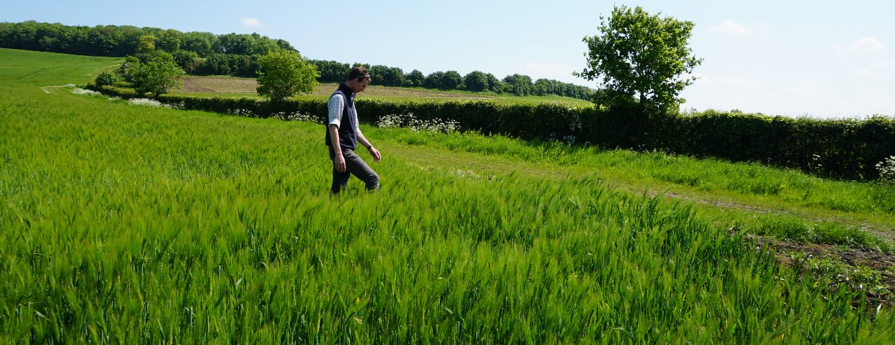 Waddesdon Estate Farm manager Olly Pemberton walking across a field of barley
