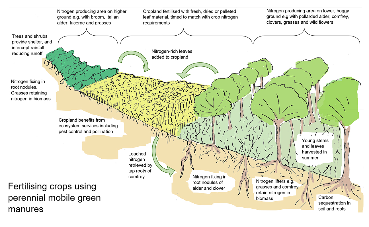Fertilising crops using perennial mobile green manures: Clo Ward