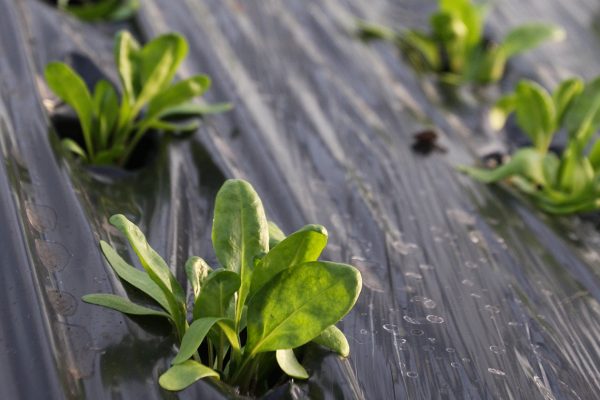 Plastic mulch Plastic mulch