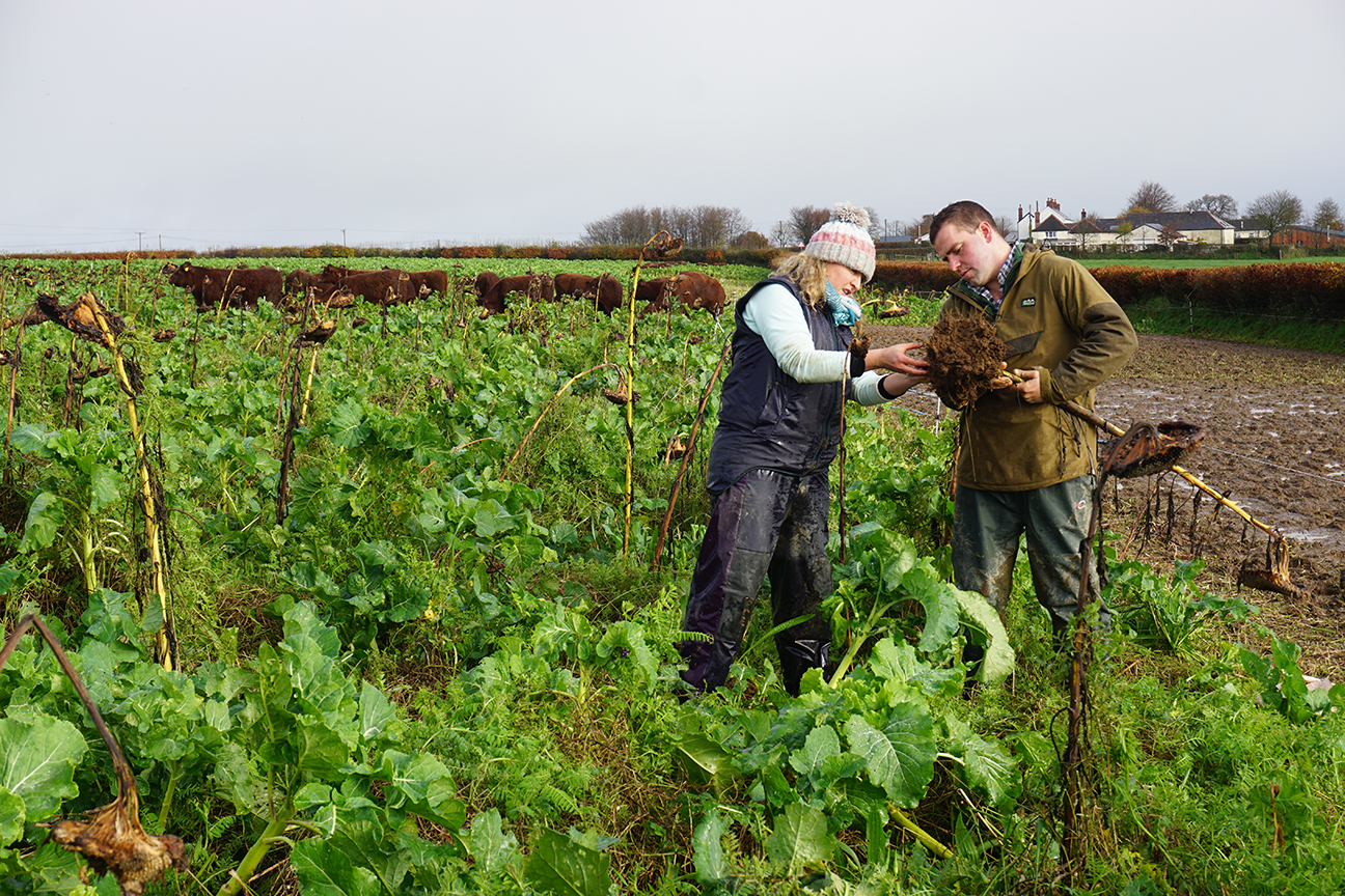 Diverse winter forages as an alternative to monocrop brassicas - Agricology