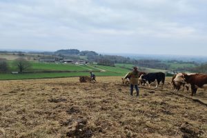 Bale Grazing at Treflach Farm (photo credit Matt Smee)