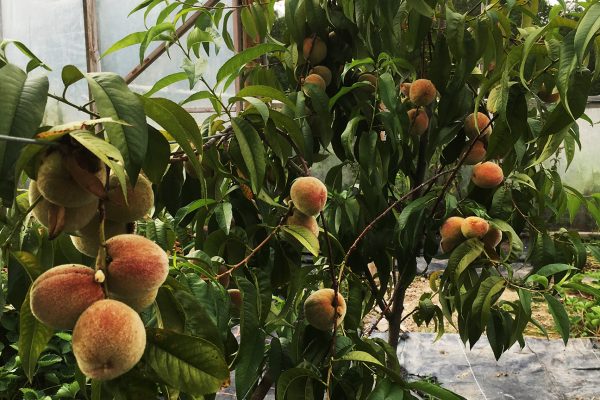 Peaches at Troed y Rhiw Farm. Photo: Nathan Richards