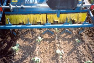 Mini-ridger in use in transplanted cabbages: Photo: Charles Merfield