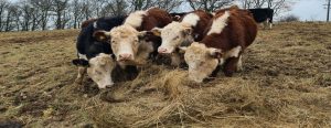 Welcome to Agricology - Cattle bale grazing