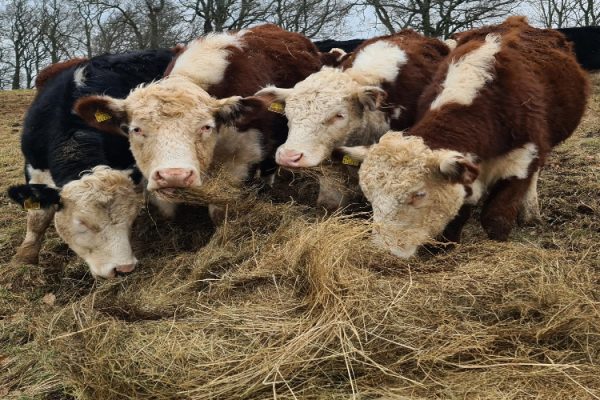 Welcome to Agricology - Cattle bale grazing