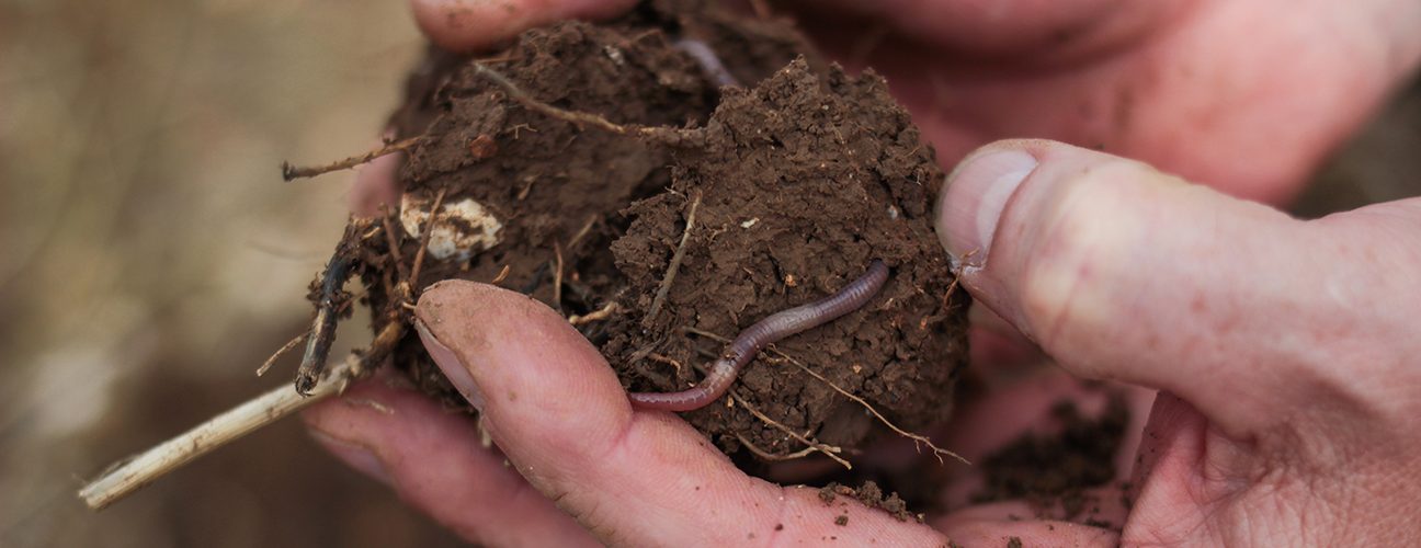 Soil and worm in hands. Photo: Andy Bason