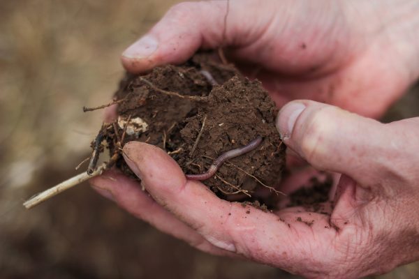 Soil and worm in hands. Photo: Andy Bason