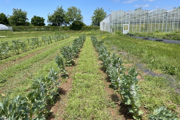 Broad-beans-in-strip-till Broad-beans-in-strip-till