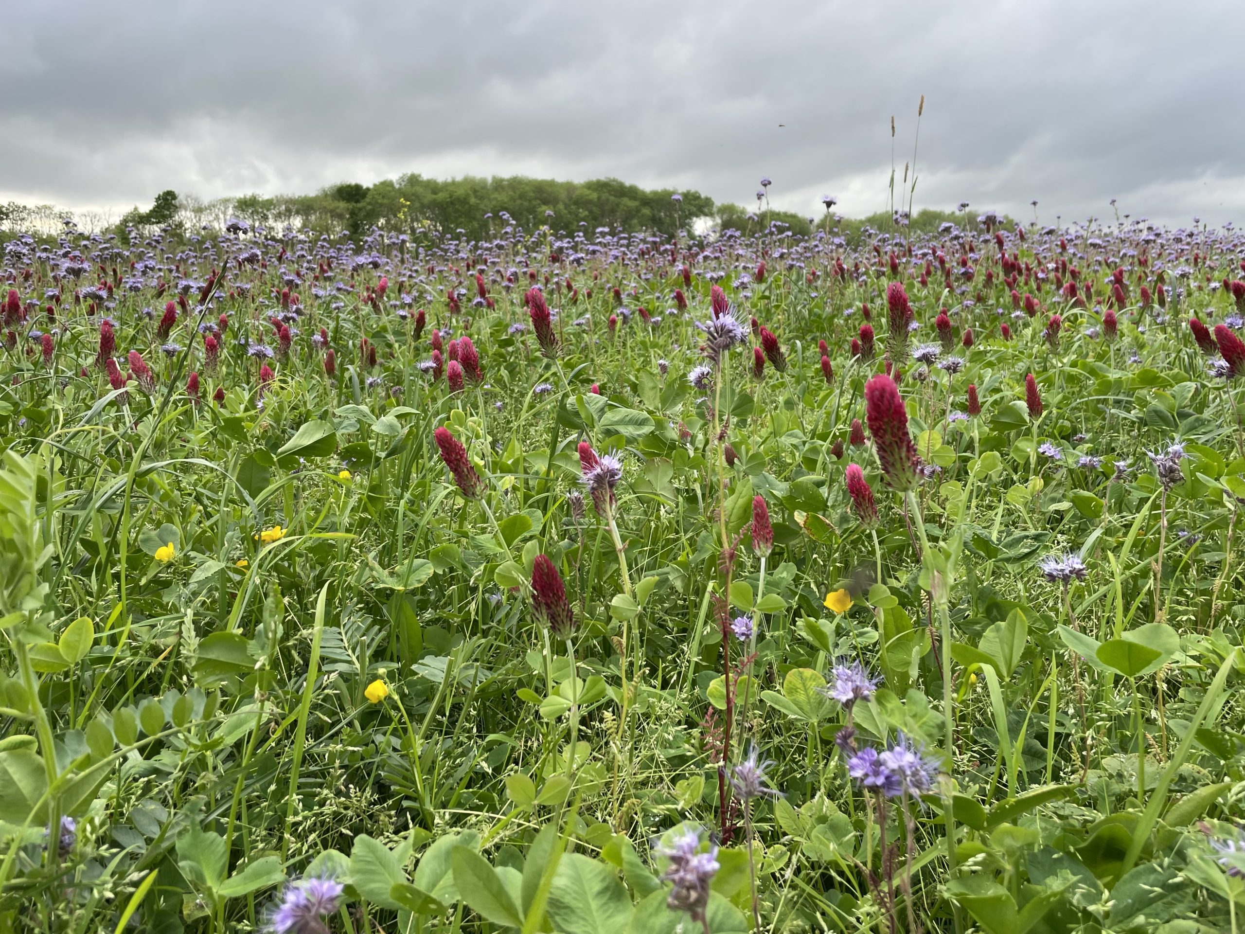Green manure in field