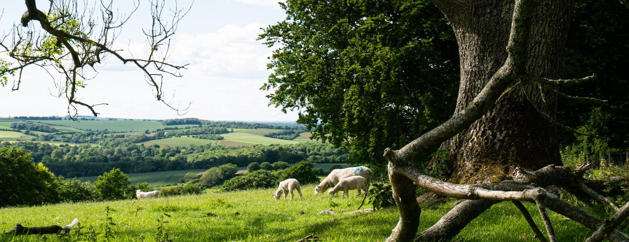 Sheep in front of ash tree. Courtesy of LEAF