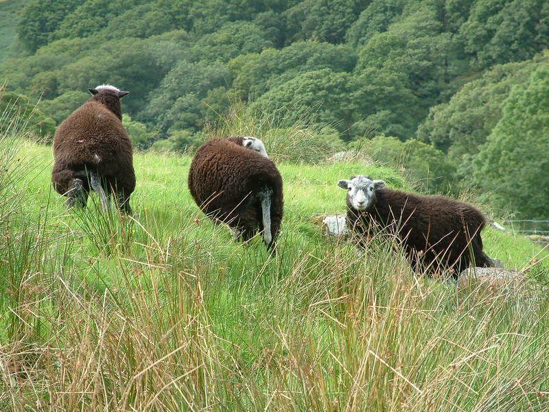 Herdwicks in Cumbria