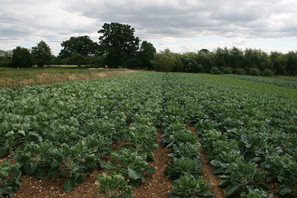 Brassicas at Tolhurst Organics