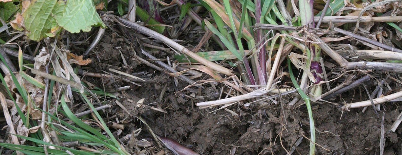 Covercrop_Allerton
