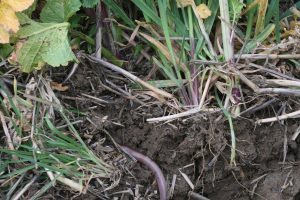 Covercrop_Allerton