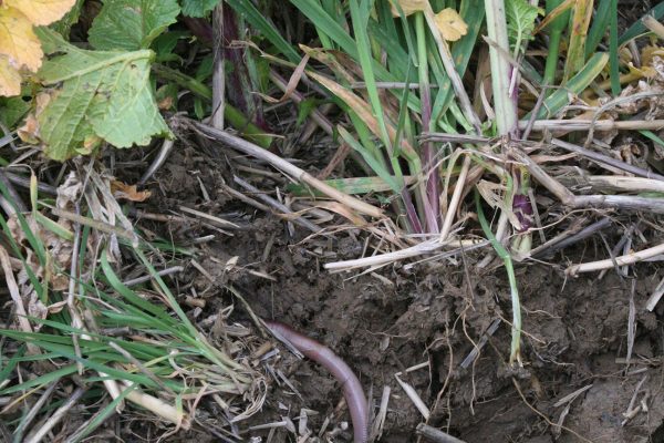 Covercrop_Allerton