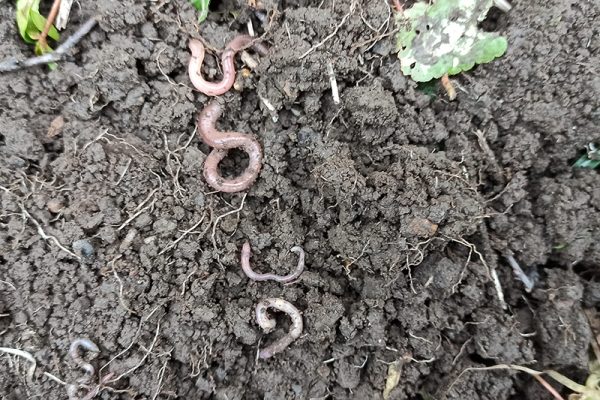 Gibside_soil