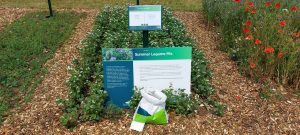 Kings summer legume mix, Groundswell 2023 Kings summer legume mix, Groundswell 2023