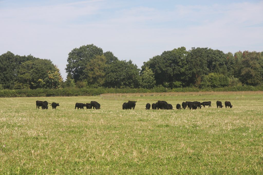 Lowland livestock