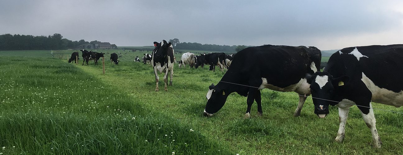 Dorset cows grazing: Photo Phil Sumption