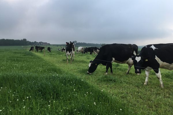 Dorset cows grazing: Photo Phil Sumption