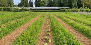 Strip tillage at Abbey Home Farm. Photo: Innovative farmers