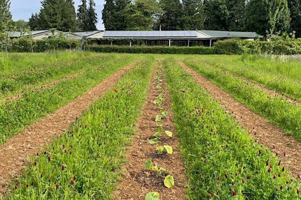 Strip tillage at Abbey Home Farm. Photo: Innovative farmers