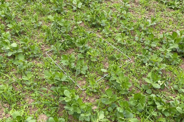 Bean plot trial. Photo: ORC