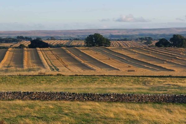 Harvesting in lower Teesdale