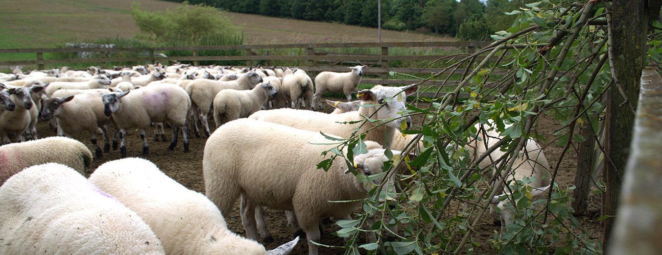 lambs eating willow2