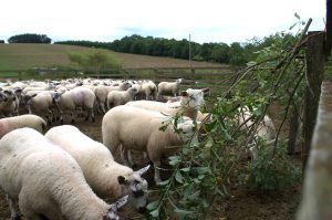 lambs eating willow2