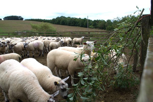 lambs eating willow2