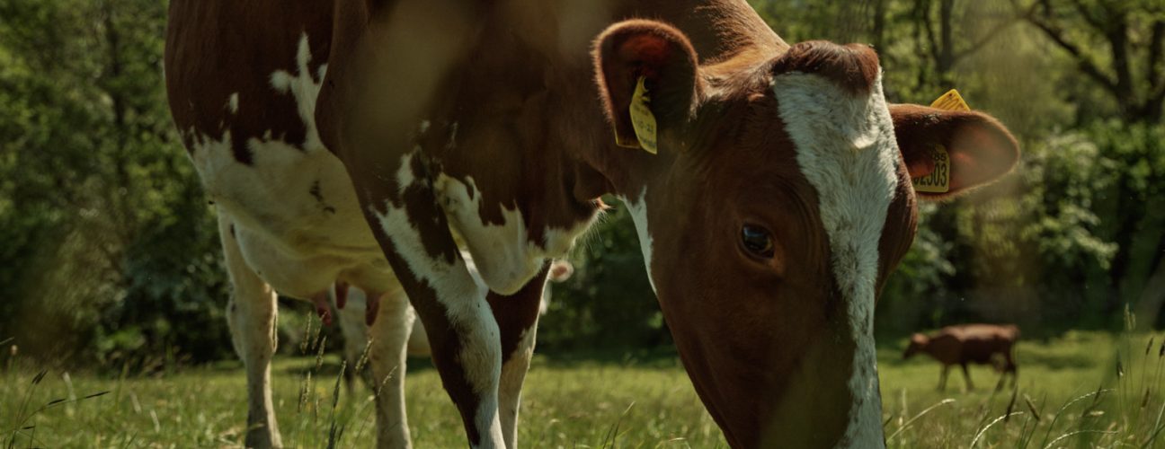 Dairy cattle on James Robinson's farm. Photo credit: Duncan Elliott