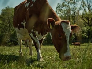 Dairy cattle on James Robinson's farm. Photo credit: Duncan Elliott Dairy cattle on James Robinson's farm. Photo credit: Duncan Elliott