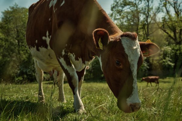 Dairy cattle on James Robinson's farm. Photo credit: Duncan Elliott Dairy cattle on James Robinson's farm. Photo credit: Duncan Elliott