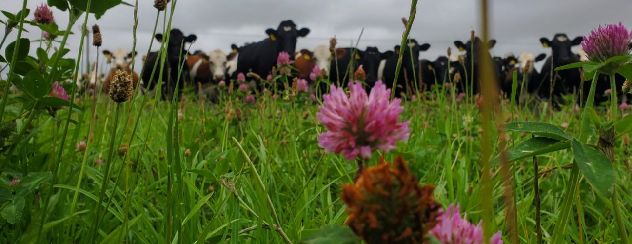 Farm walk with Andrew Brewer