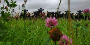 Farm walk with Andrew Brewer