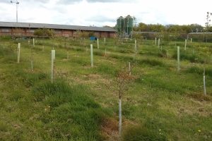 Tree_planting