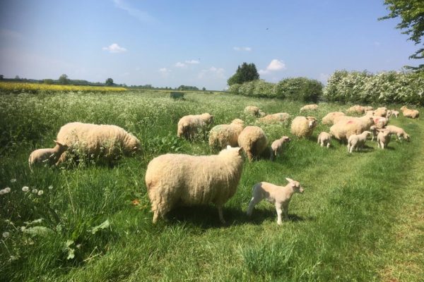 Ewes and lambs on grass. Photo NSA